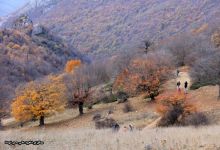 گزارش تصویری از فصل پاییز در جنگل ابر شاهرود